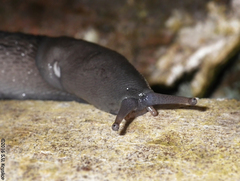 Limax cinereoniger