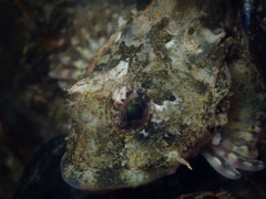 Taurulus bubalis