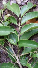 Deinbollia pervillei