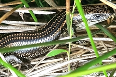 Lissolepis coventryi