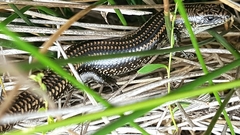 Lissolepis coventryi