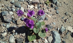 Phacelia calthifolia