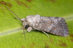 Spodoptera pecten