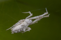Uloborus plumipes
