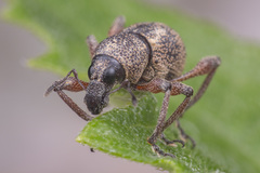 Metapocyrtus adspersus