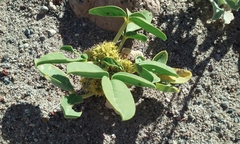 Oxystylis lutea