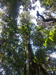 Oreopanax sessiliflorus