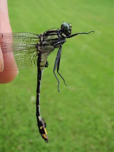 Photo of Cobra Clubtail (Gomphurus vastus)