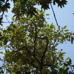 Oreopanax sessiliflorus