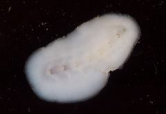 Cryptoconchus floridanus