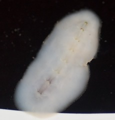 Cryptoconchus floridanus