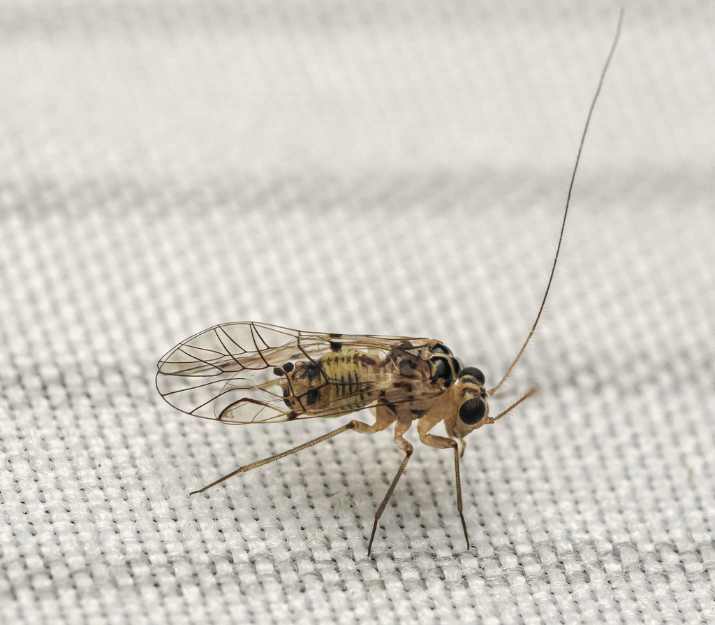 Metylophorus purus