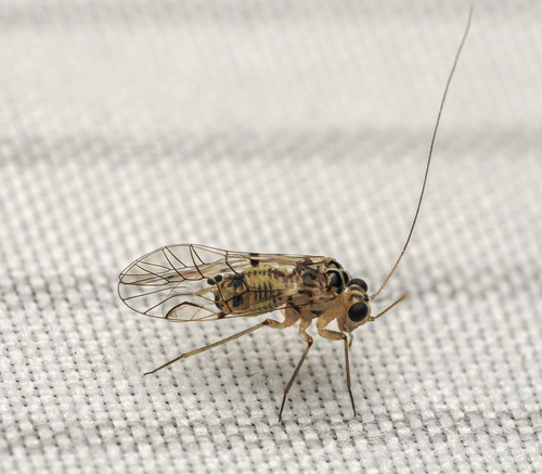 Metylophorus purus