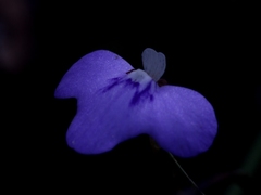 Utricularia leptorhyncha