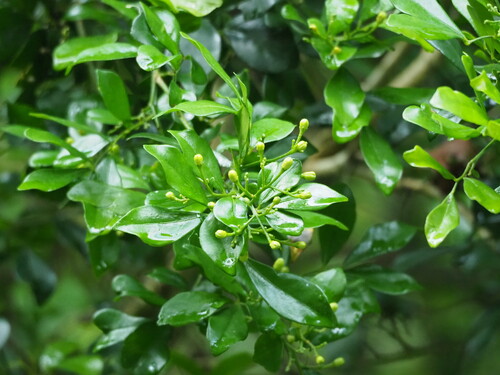 Murraya paniculata