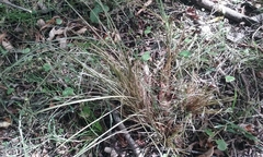 Carex flagellifera