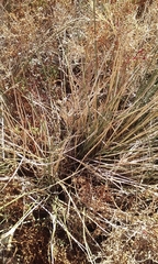 Juncus cooperi
