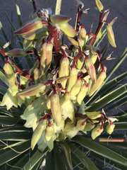 Yucca baccata baccata