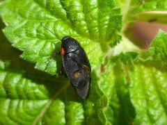 Euthyrrhapha pacifica