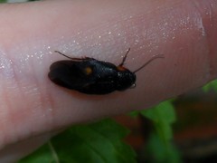 Euthyrrhapha pacifica