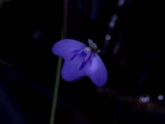 Utricularia leptorhyncha