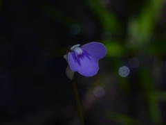 Utricularia leptorhyncha