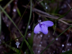 Utricularia leptorhyncha