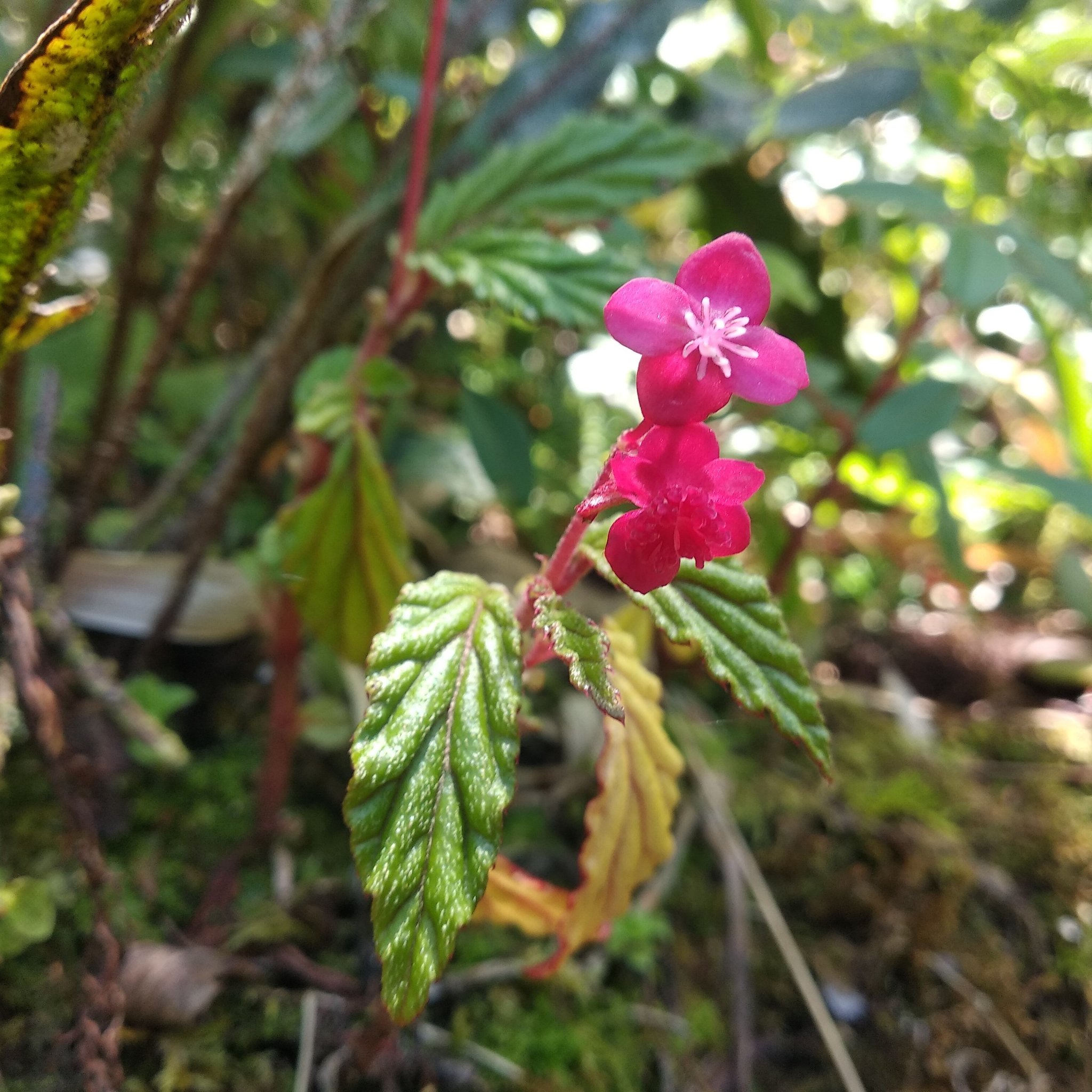 Begoniaceae image