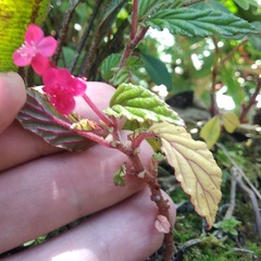 Begonia urticae