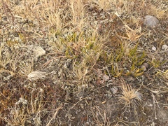 Carmichaelia corrugata