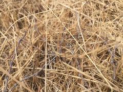 Muehlenbeckia ephedroides