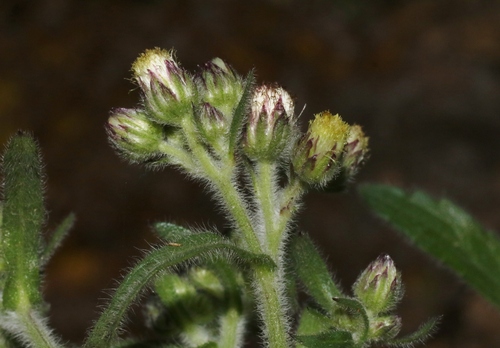 Conyza japonica iNat (3)