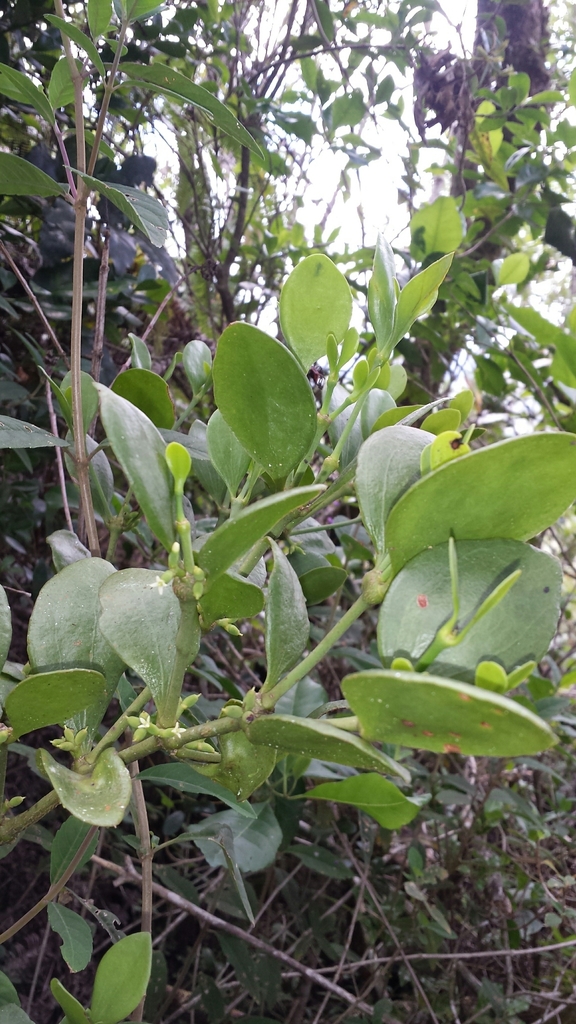 Viscum cuneifolium