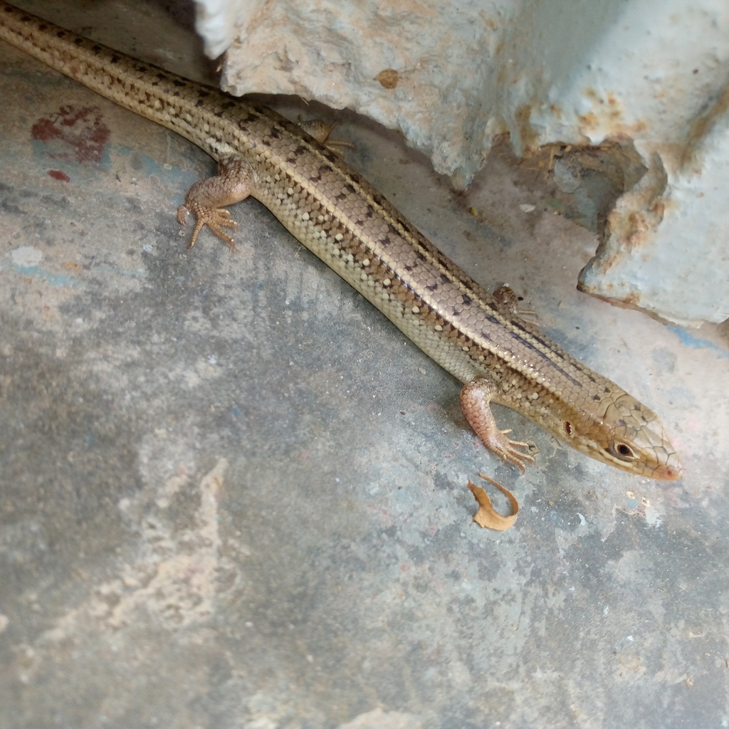 Three-Banded Mabuya