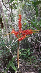 Dypsis procumbens