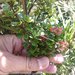 Weinmannia cochensis - Photo (c) Bodo Nuñez Oberg, μερικά δικαιώματα διατηρούνται (CC BY-NC), uploaded by Bodo Nuñez Oberg