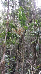 Dypsis procumbens