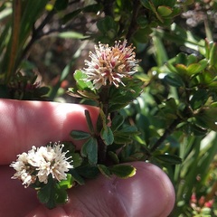 Weinmannia cochensis