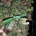 Angraecum urschianum - Photo no hay derechos reservados, subido por Romer Rabarijaona