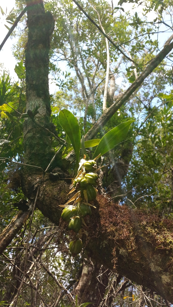 Bulbophyllum sulfureum