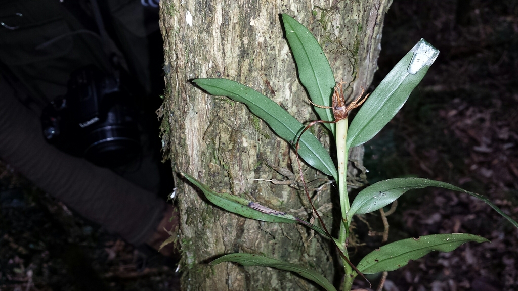 Angraecum mauritianum