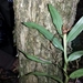 Angraecum mauritianum - Photo no rights reserved, uploaded by Romer Rabarijaona
