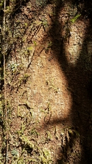 Cryptocarya