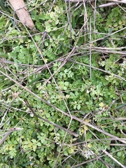 Limnanthes macounii