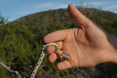Thamnophis cyrtopsis ocellatus