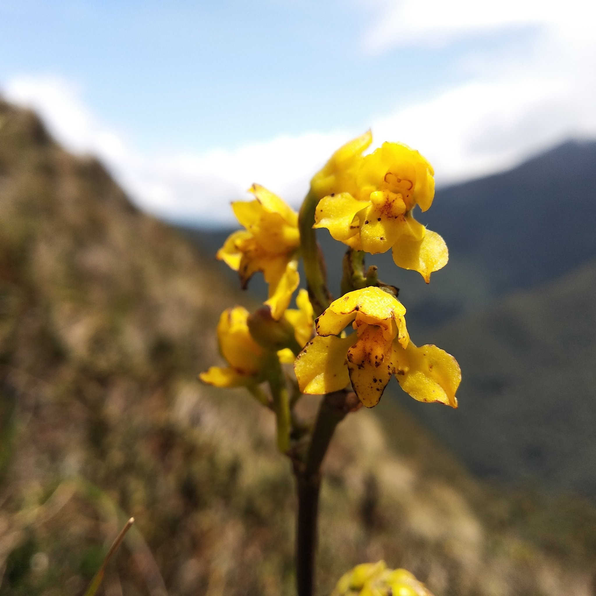 Cyrtochilum anthoxanthum (Rchb.f.) Dalström