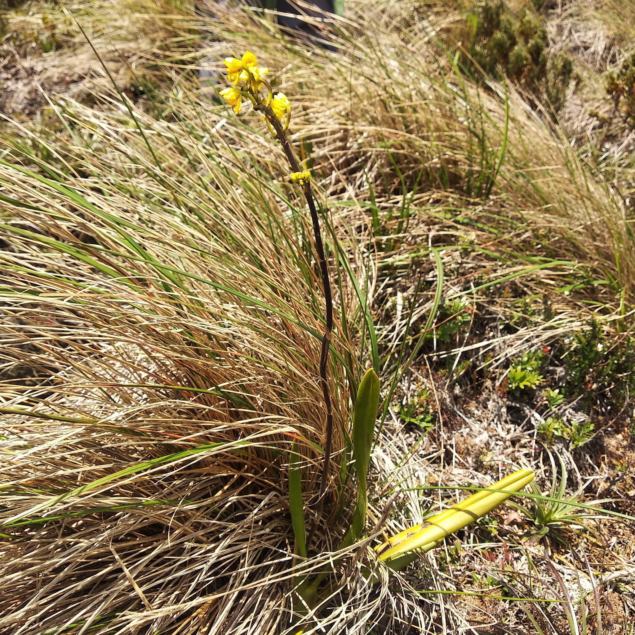 Cyrtochilum anthoxanthum (Rchb.f.) Dalström 2