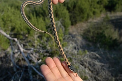 Thamnophis cyrtopsis ocellatus