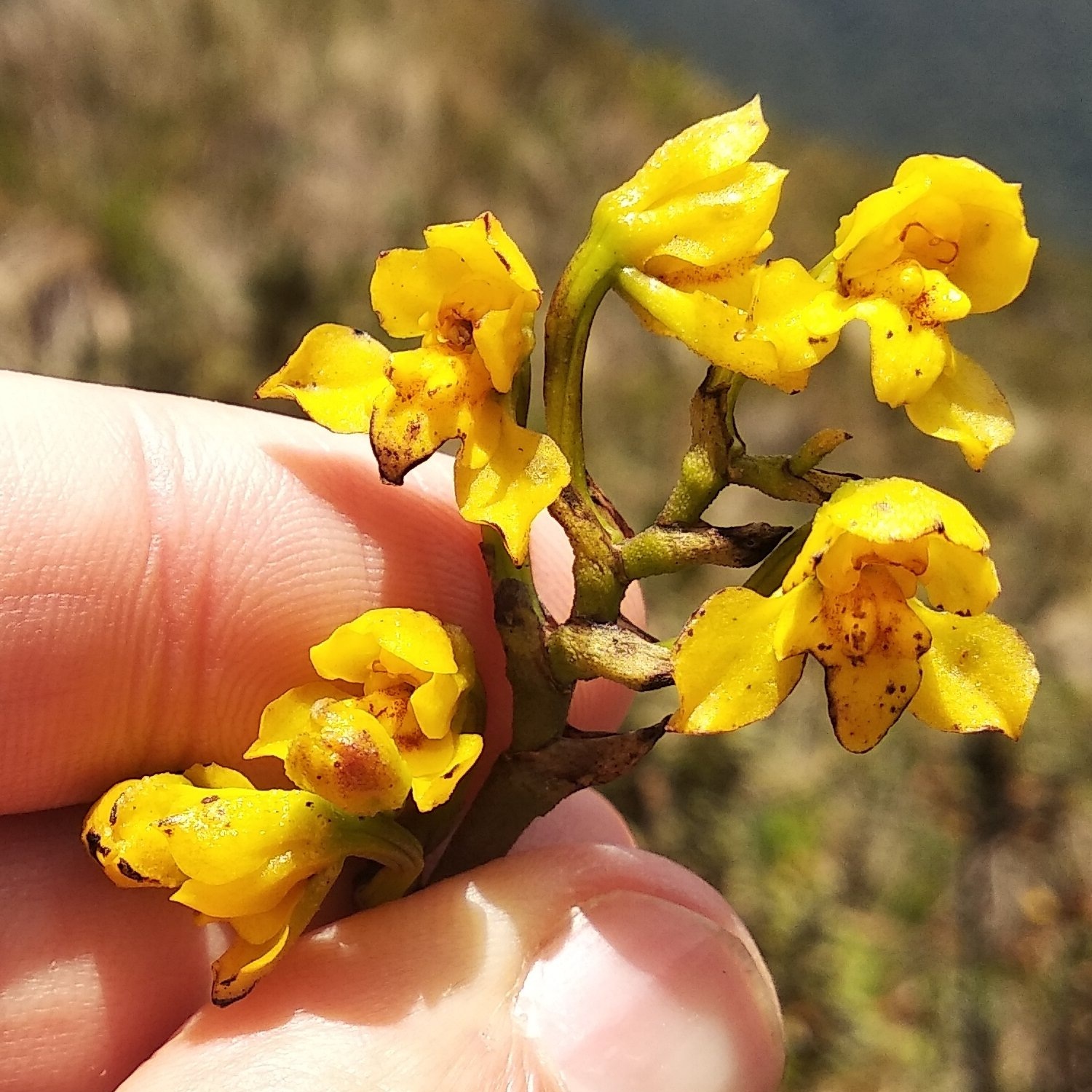 Cyrtochilum anthoxanthum (Rchb.f.) Dalström 4