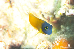 Smooth-Fin Blenny photo 3
